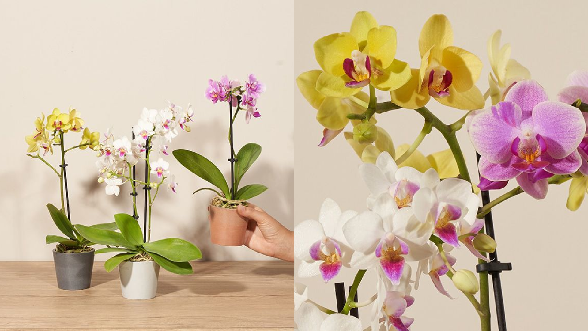 Bouqs Potted Mini Orchid Trio 