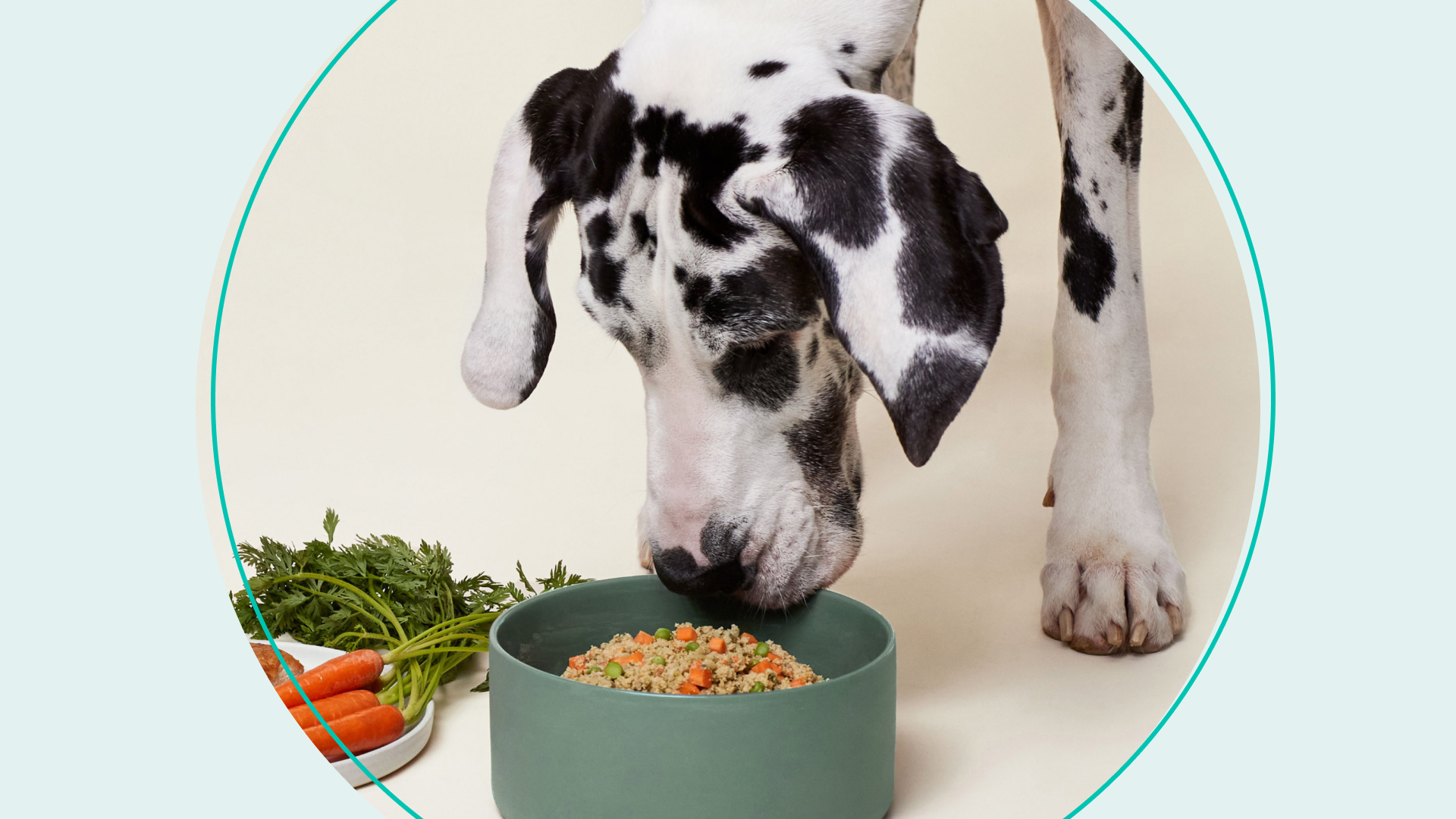 11 Convenient Pet Food Delivery Services theSkimm