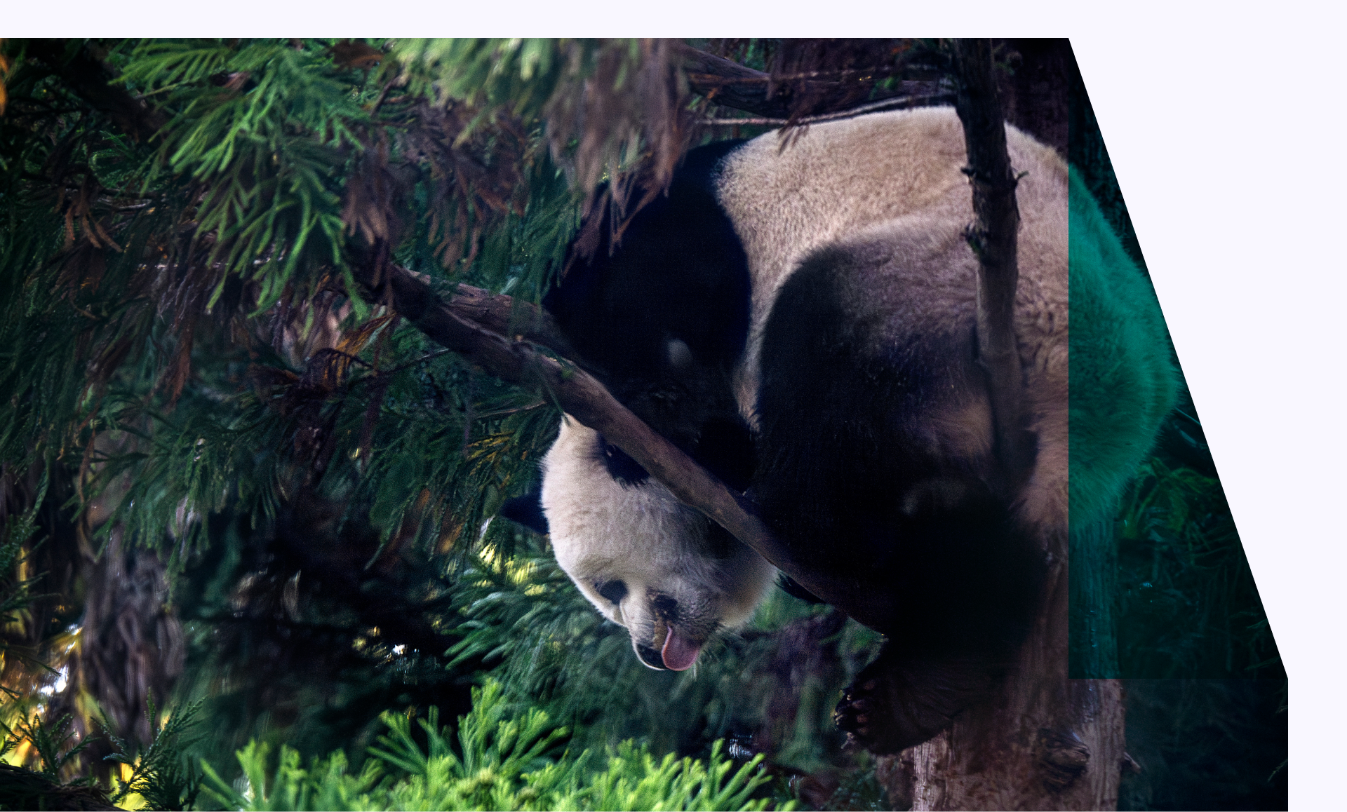 A giant panda in a tree