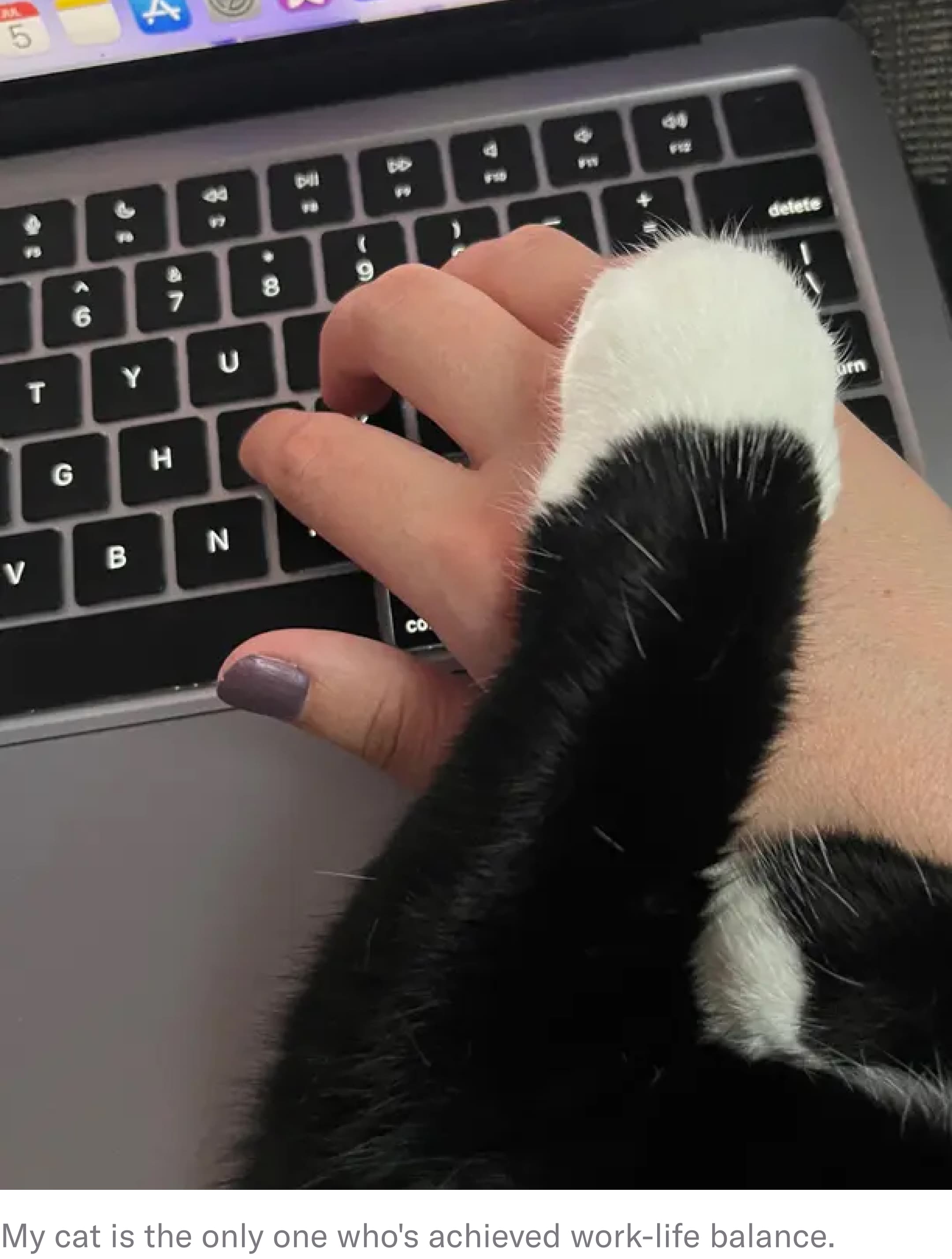 cat putting paw on woman's hand which is typing on a laptop