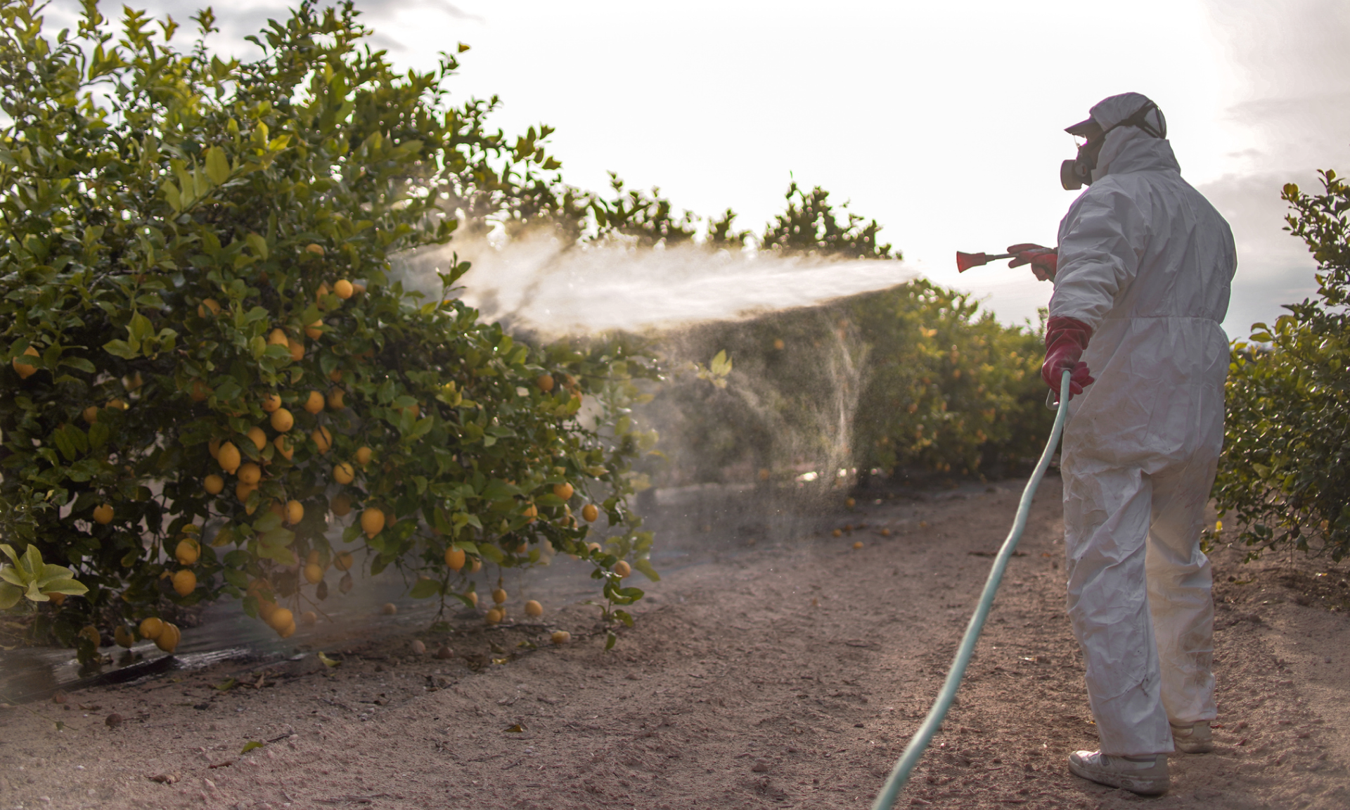 A person a protective white suit spraying a row of fruit with a hose