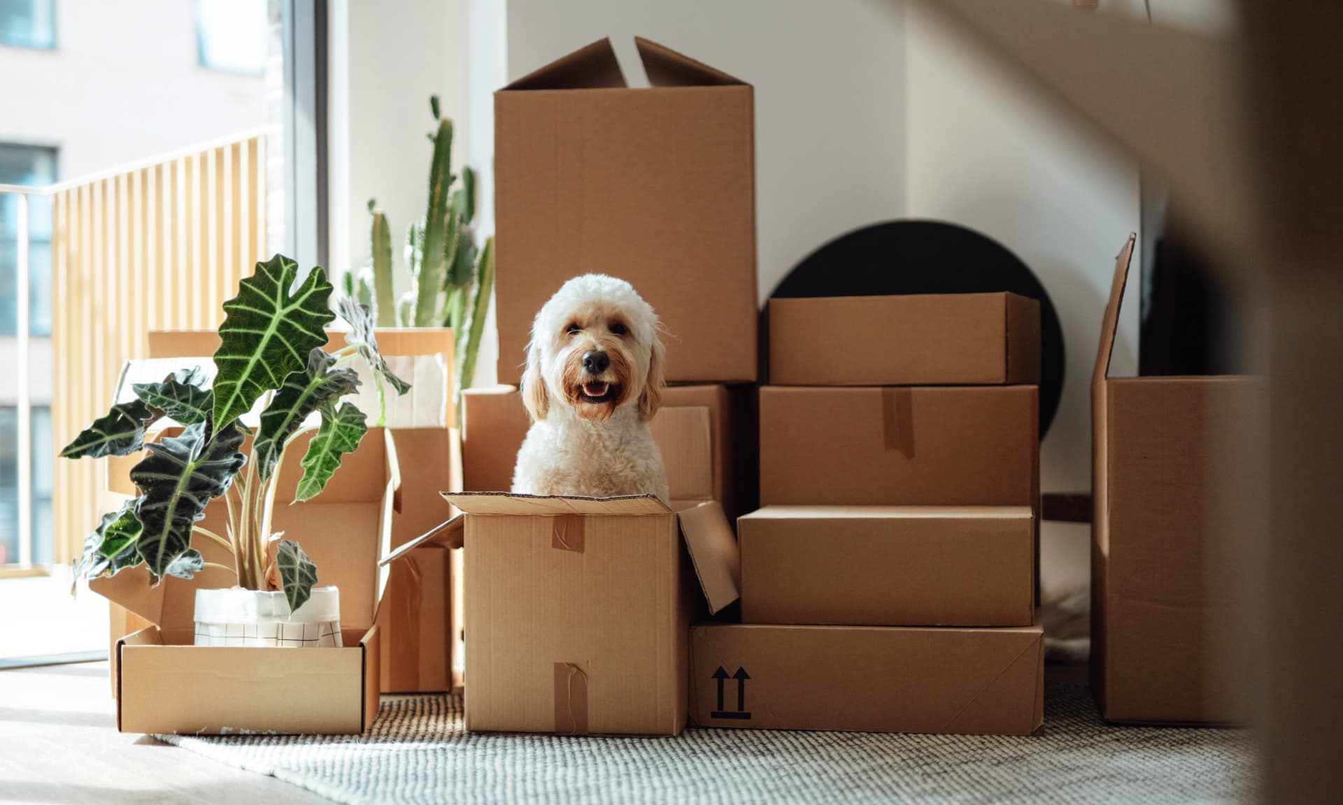 A dog in moving boxes