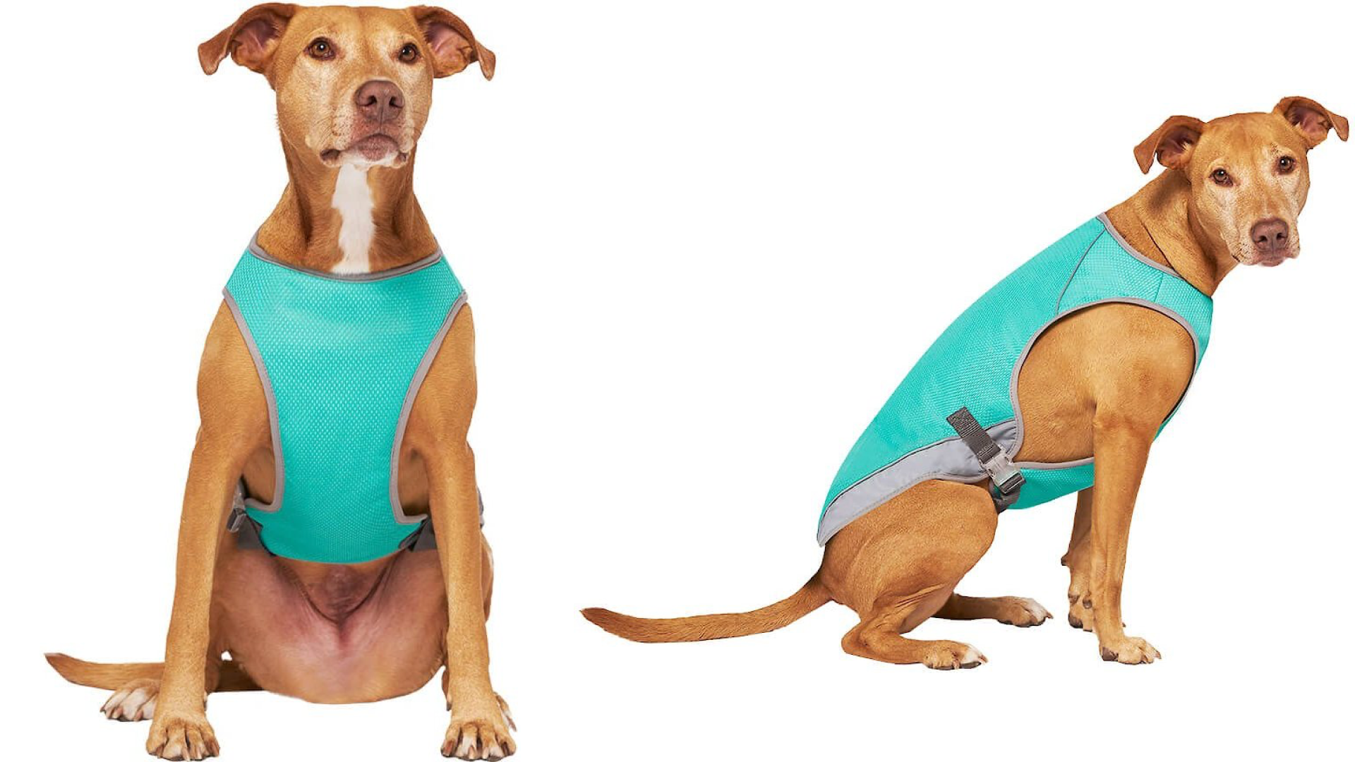 Dog cooling vest 