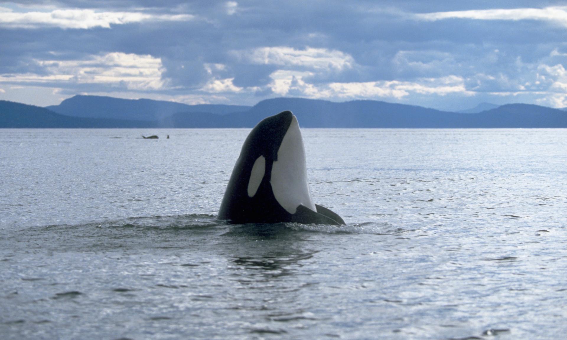 Orcas in the water surrounding San Juan Island, Washington