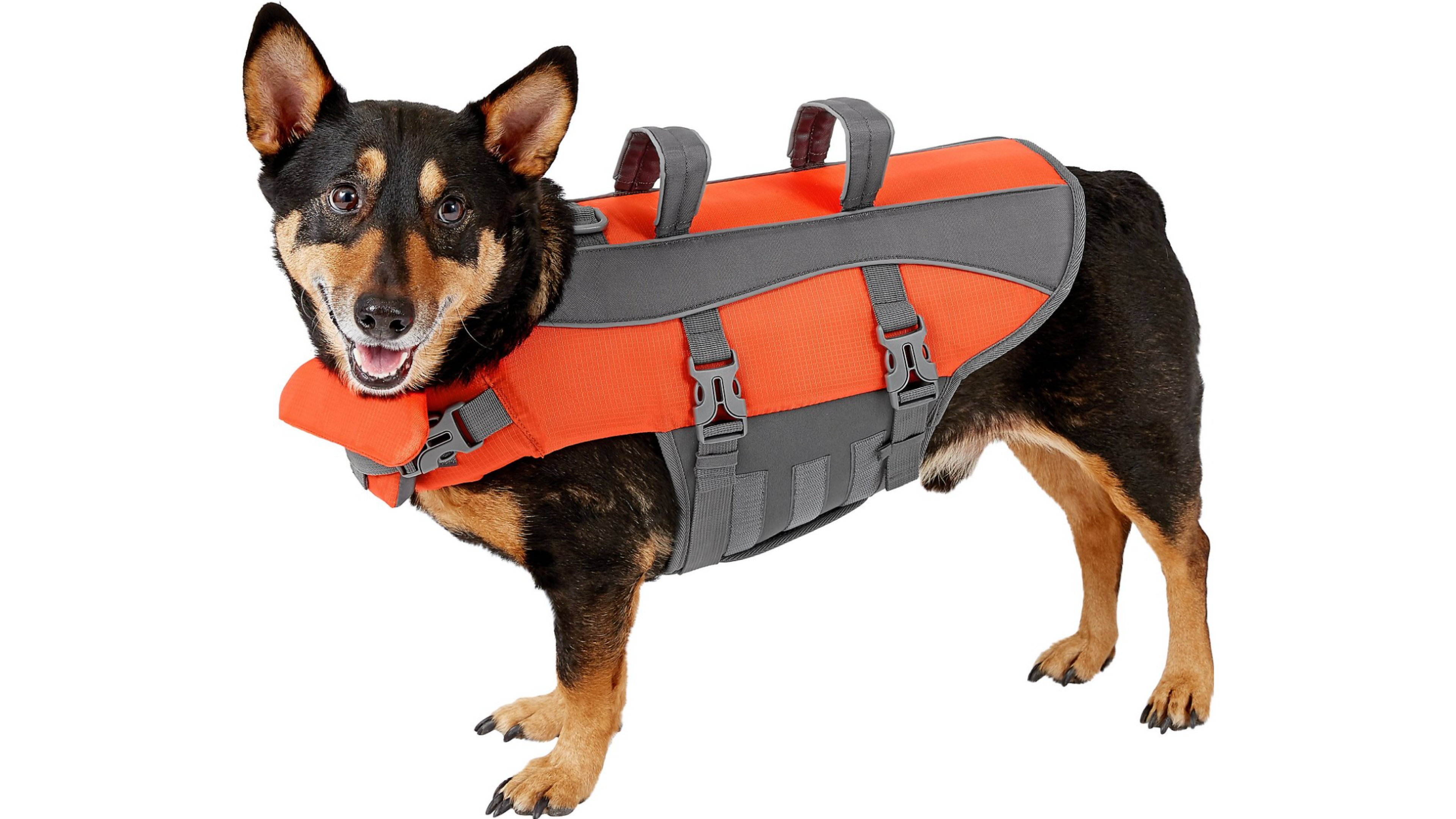 Dog with Orange Life Jacket 