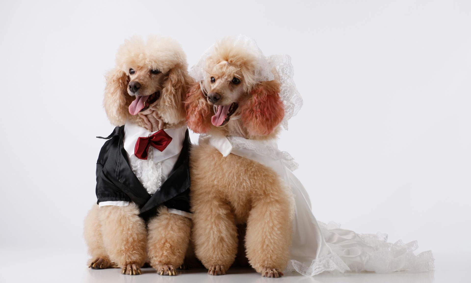 Dogs dressed like a bride and groom