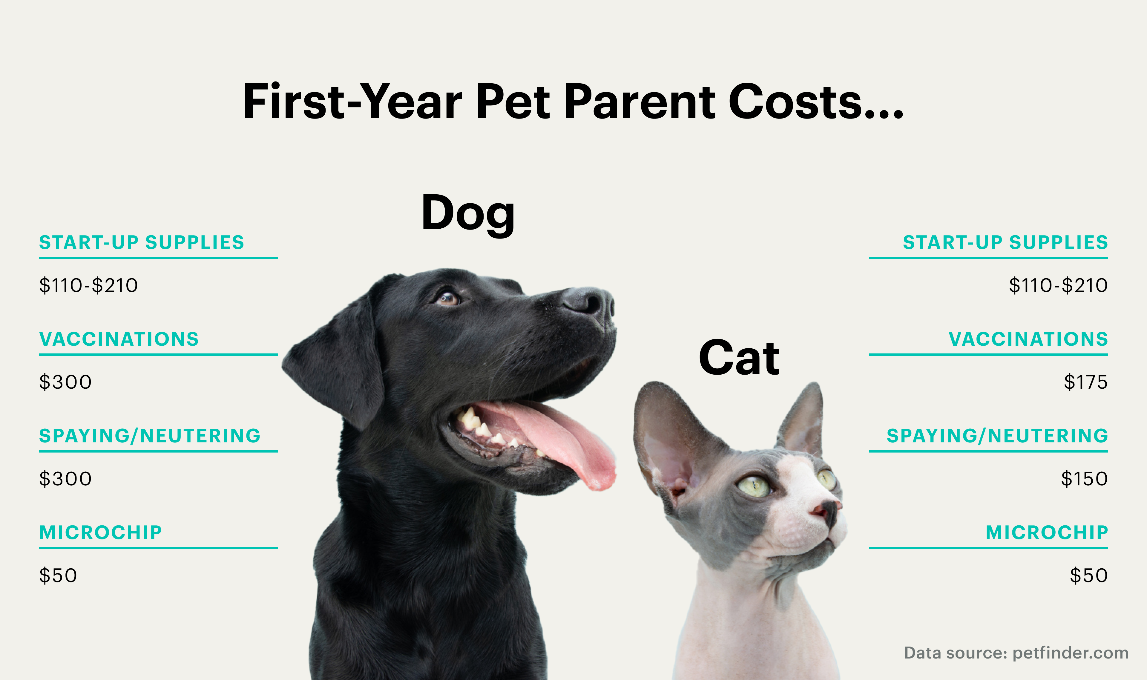 How Much Does It Cost To Adopt a Cat
