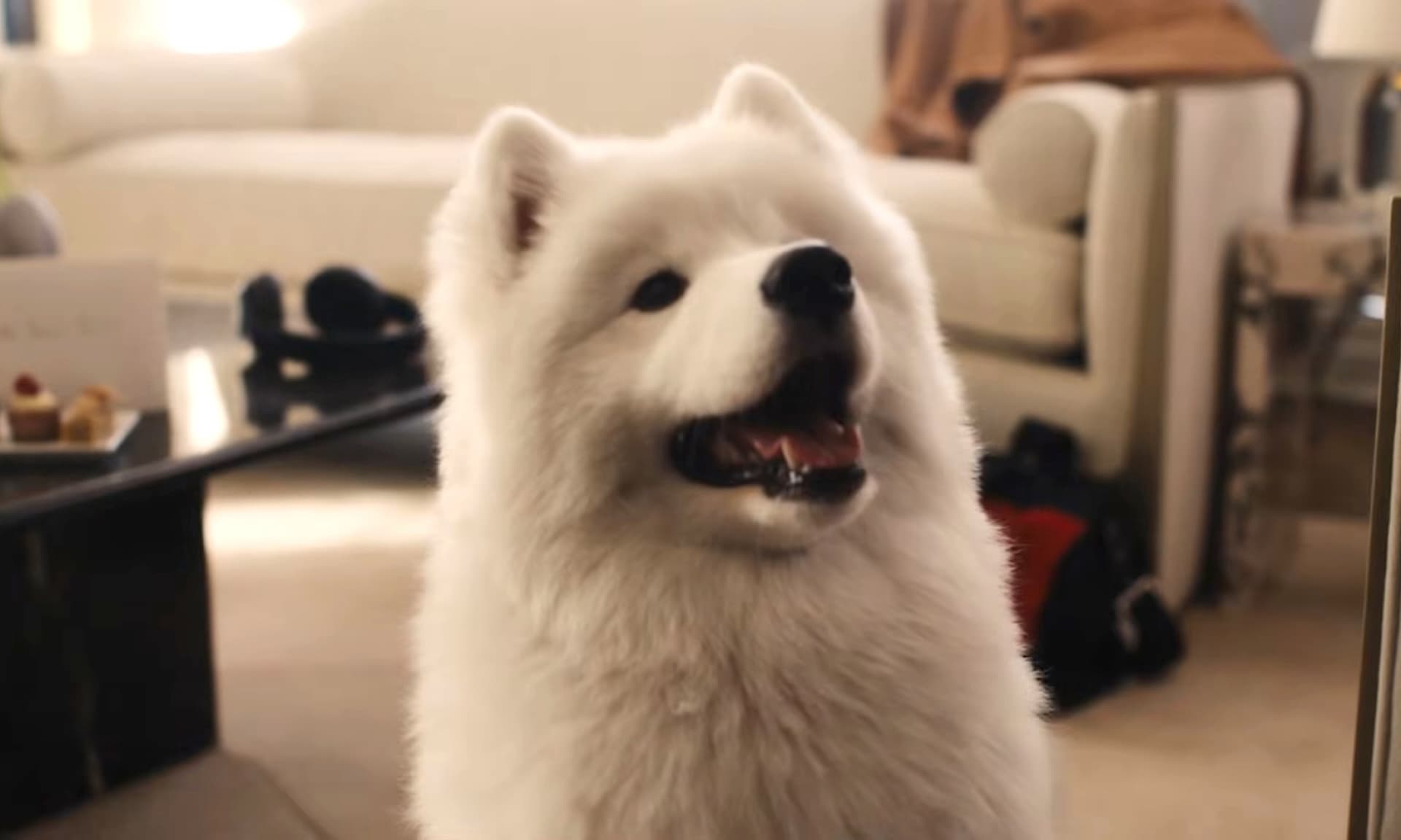 Taylor Swift and Travis Kelce’s dog, Wendy